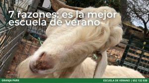 escuela de verano